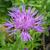 Centaurea jacea