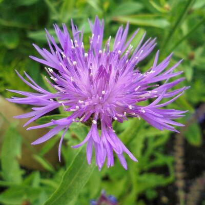 Knoopkruid - Centaurea jacea