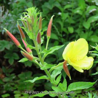 Oenothera glazioviana