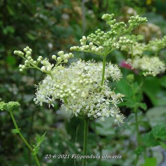 Filipendula ulmaria