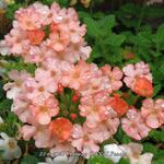 Verbena 'LANAI Peach' - IJzerhard