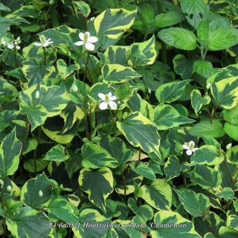 Houttuynia cordata 'Chameleon'