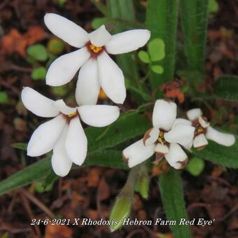 X Rhodoxis 'Hebron Farm Red Eye'