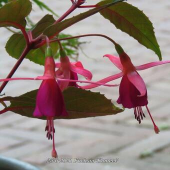 Fuchsia 'Komeet'