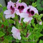 Pelargonium 'BELLA DONNA ANGEL Indy' - Franse geranium