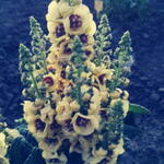 Verbascum 'Dark Eyes' - Toorts, Koningskaars