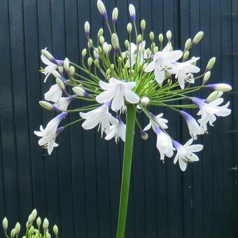 Agapanthus africanus 'Twister'