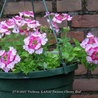 Verbena 'LANAI Twister Cherry Red'