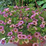 Calibrachoa 'Chameleon Blueberry Scone' - Mini petunia