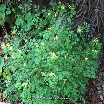 Corydalis lutea