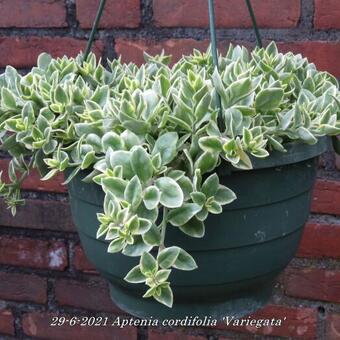 Aptenia cordifolia 'Variegata'