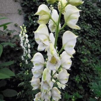 Aconitum napellus 'Album'