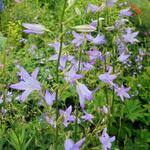 Campanula rapunculus - Rapunzelklokje