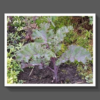 Brassica oleracea convar. acephala var. laciniata f. rubra