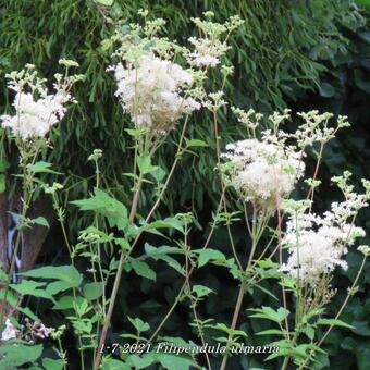 Filipendula ulmaria