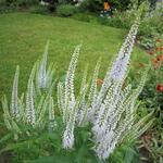 Veronica longifolia 'Alba' - Ereprijs - Veronica longifolia 'Alba'