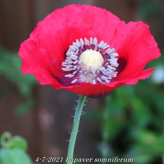 Papaver somniferum