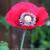 Papaver somniferum