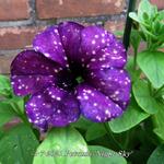 Petunia 'Night Sky' - Petunia