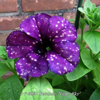 Petunia 'Night Sky'