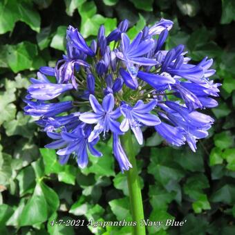 Agapanthus  'Navy Blue'