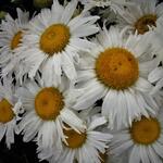 Leucanthemum maximum - Margriet