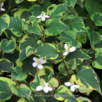 Houttuynia cordata 'Chameleon'