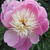 Paeonia lactiflora 'Bowl of Beauty'