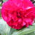 Paeonia officinalis 'Rubra Plena'