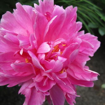 Paeonia `Karl Rosenfield`