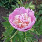 Paeonia lactiflora ‘Sorbet’ - Pioen