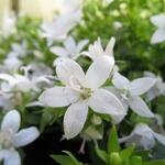 Campanula poscharskyana 'Adansa White' - Klokjesbloem