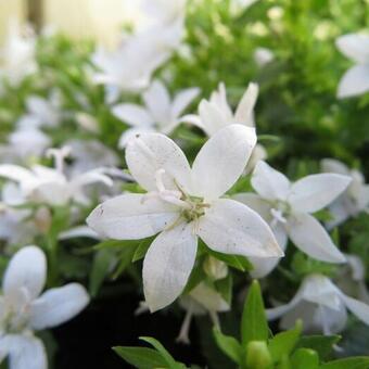 Campanula poscharskyana 'Adansa White'