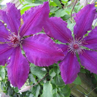 Clematis 'The President'