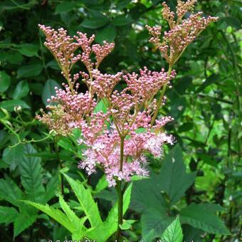 Filipendula rubra 'Venusta'