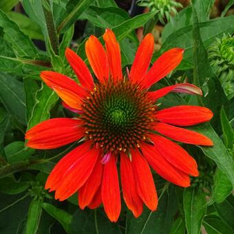 Echinacea purpurea 'Sombrero Orange'