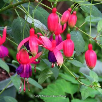 Fuchsia 'Army Nurse'