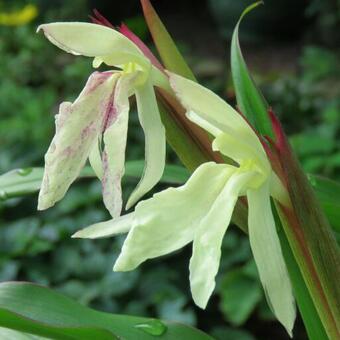 Roscoea x beesiana