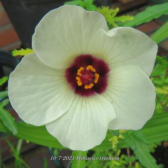 Hibiscus trionum