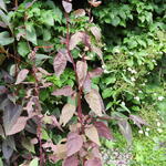 Atriplex hortensis 'Red Flash' - Tuinmelde