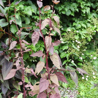 Atriplex hortensis 'Red Flash'