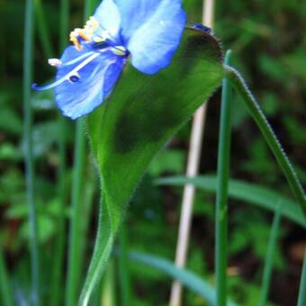 Commelina dianthifolia