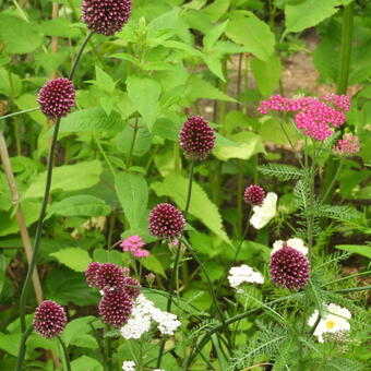 Allium sphaerocephalon