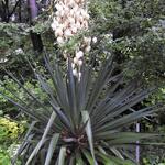 Yucca gloriosa var. tristis - Palmlelie