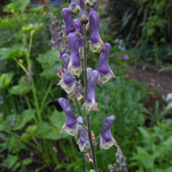 Aconitum 'Purple Sparrow'