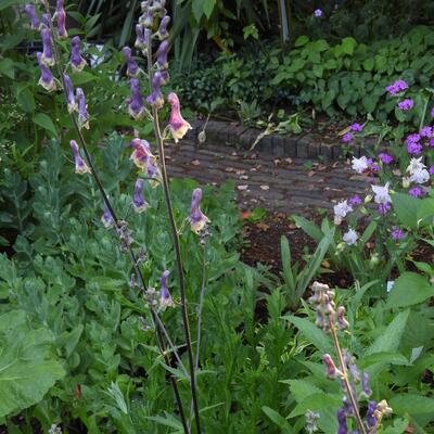 Monnikskap - Aconitum 'Purple Sparrow'