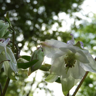 Akelei - Aquilegia vulgaris 'Nivea'