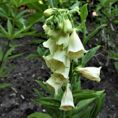 Vingerhoedskruid - Digitalis grandiflora 'Carillon'