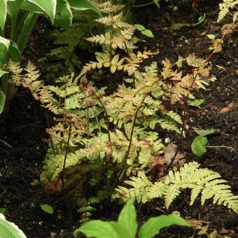 Dryopteris erythrosora