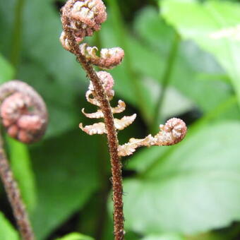 Dryopteris erythrosora